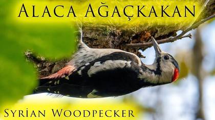 Alaca Ağaçkakan