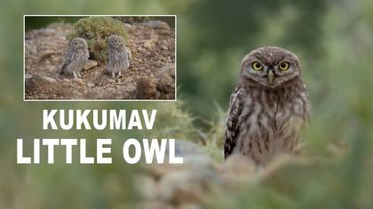 Kukumav