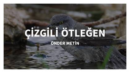 ÇİZGİLİ ÖTLEĞEN -ILGIN KONYA