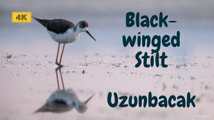 Uzunbacak