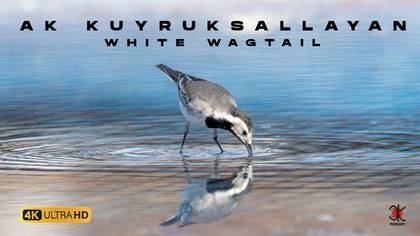 Ak kuyruksallayan