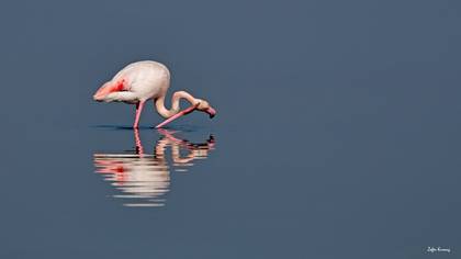 Flamingo kur dansı