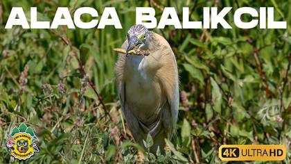 Alaca balıkçıl 
