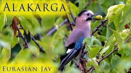 Alakarga