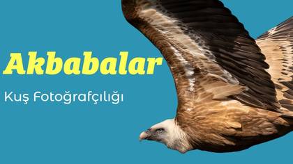Akbaba Gözlemi