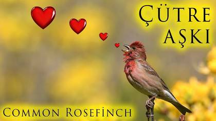 Çütre Aşkı