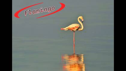 Flamingo 