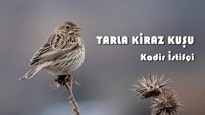 TARLA KİRAZ KUŞU