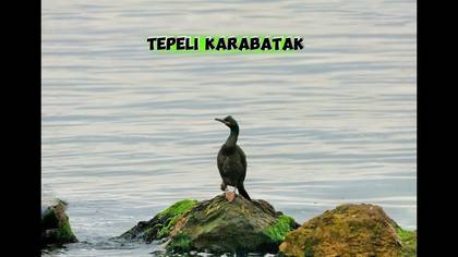 Tepeli karabatak