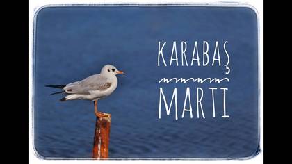Karabaş martı