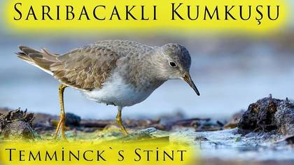 Sarıbacaklı Kumkuşu