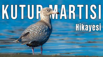 Bir Kutup Martısı Hikayesi