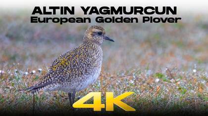 Altın Yağmurcun