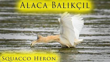 Alaca Balıkçıl