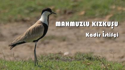 MAHMUZLU KIKUŞU