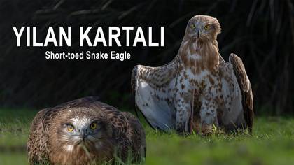 Yılan Kartalı 