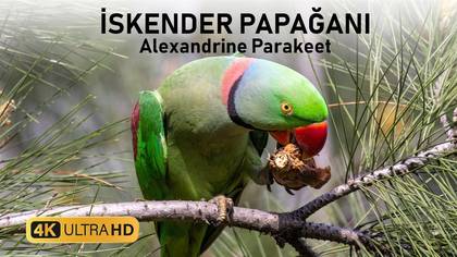İskender Papağanı