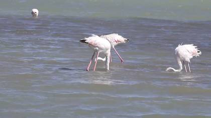 flamingolar