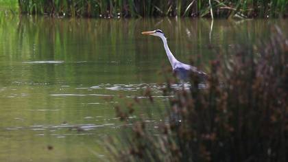 Riva Gri Balıkçıl
