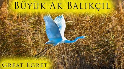 Büyük Ak Balıkçıl