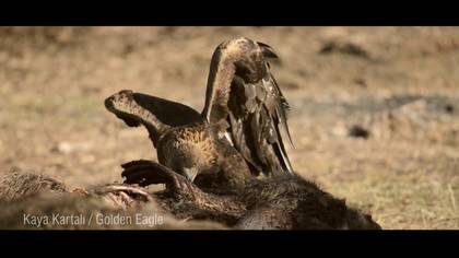 Golden eagle