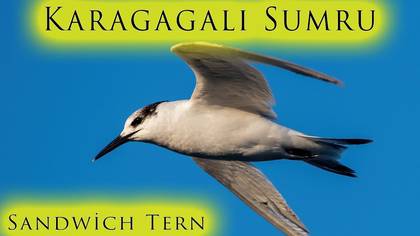 Karagagalı Sumru