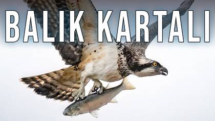 Balık Kartalı