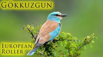 Gökkuzgun