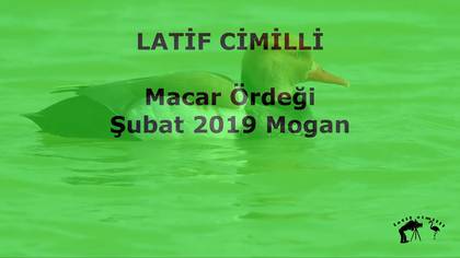 Maar Ördeği