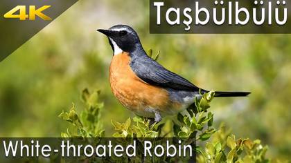 Taşbülbülü
