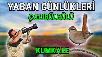 Çalıbülbülü