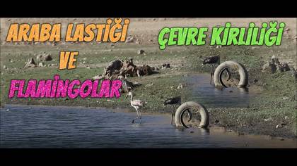 ARABA LASTİĞİ VE FLAMİNGOLAR