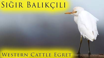 Sığır Balıkçılı