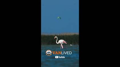 Flamingo ve Kite