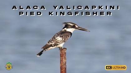 ALACA Yalıçapkını