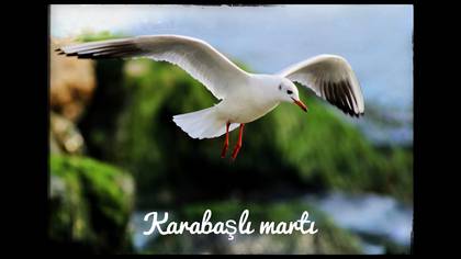 Karabaş martı 