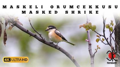 Maskeli Örümcekkuşu