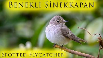 Benekli Sinekkapan