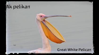 Ak Pelikan