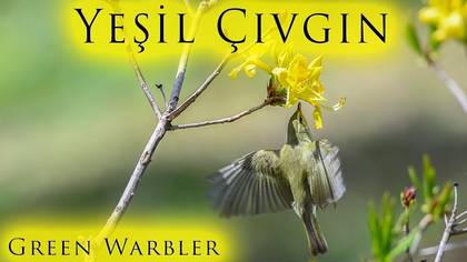 Yeşil Çıvgın