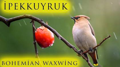 ipekkuyruk