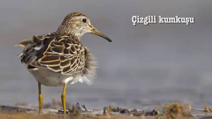 Çizgili kumkuşu