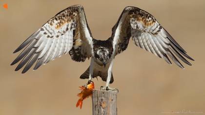 Balık kartalı