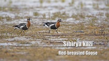Sibirya kazı