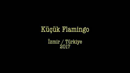 Küçük flamingo