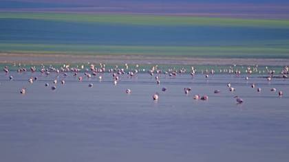 Küçük flamingo