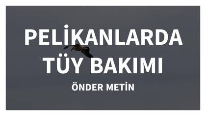 PELİKANLARDA TÜY BAKIMI-ILGIN