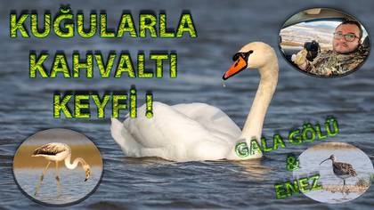 Gala Gölü Kuğuları 