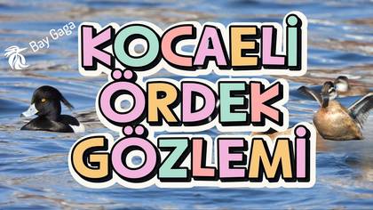 İZMİT FUAR GÖLÜ GÖZLEMİ