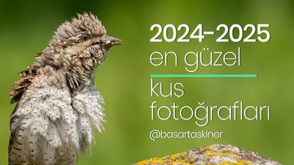 2024-2025 KUŞ FOTROĞRAFLARIM